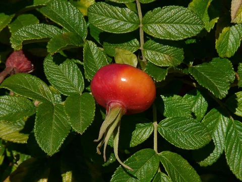 Rosehip of an apple rose