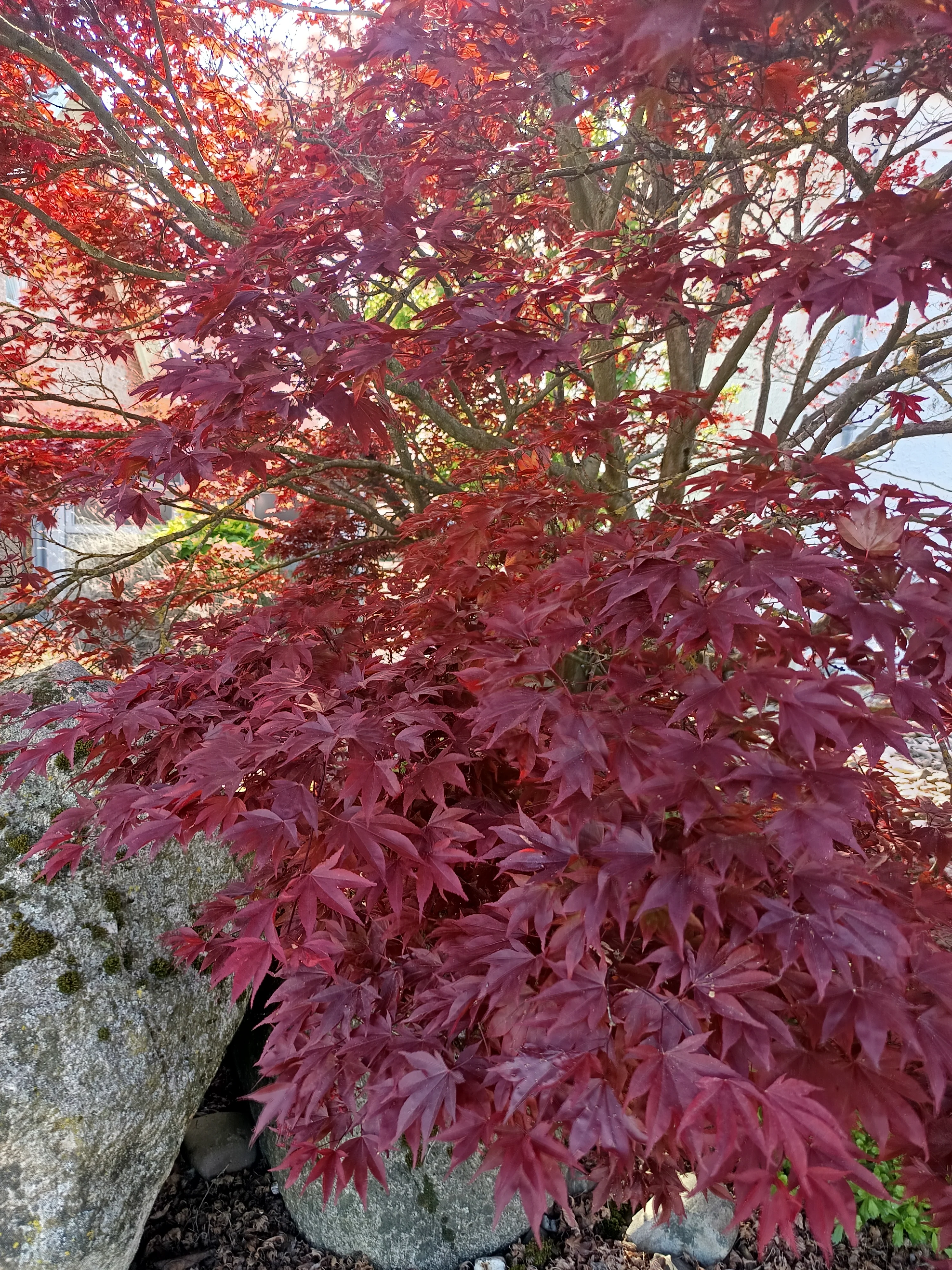 Dark red jagged leaves of a Japanese maple bush in the sun