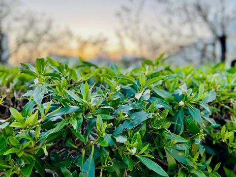Portuguese cherry bay leaf