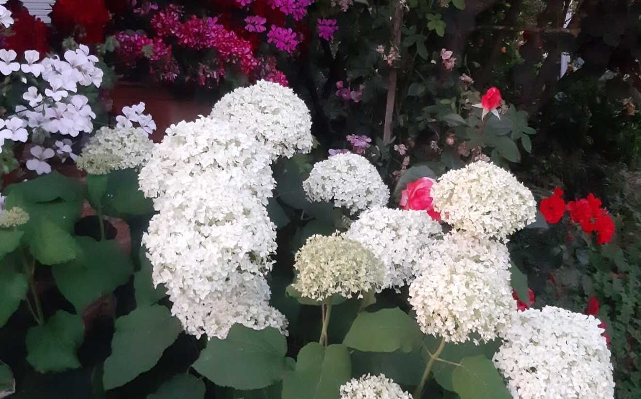 Balls of white flowers of the snowball hydrangea Annabelle