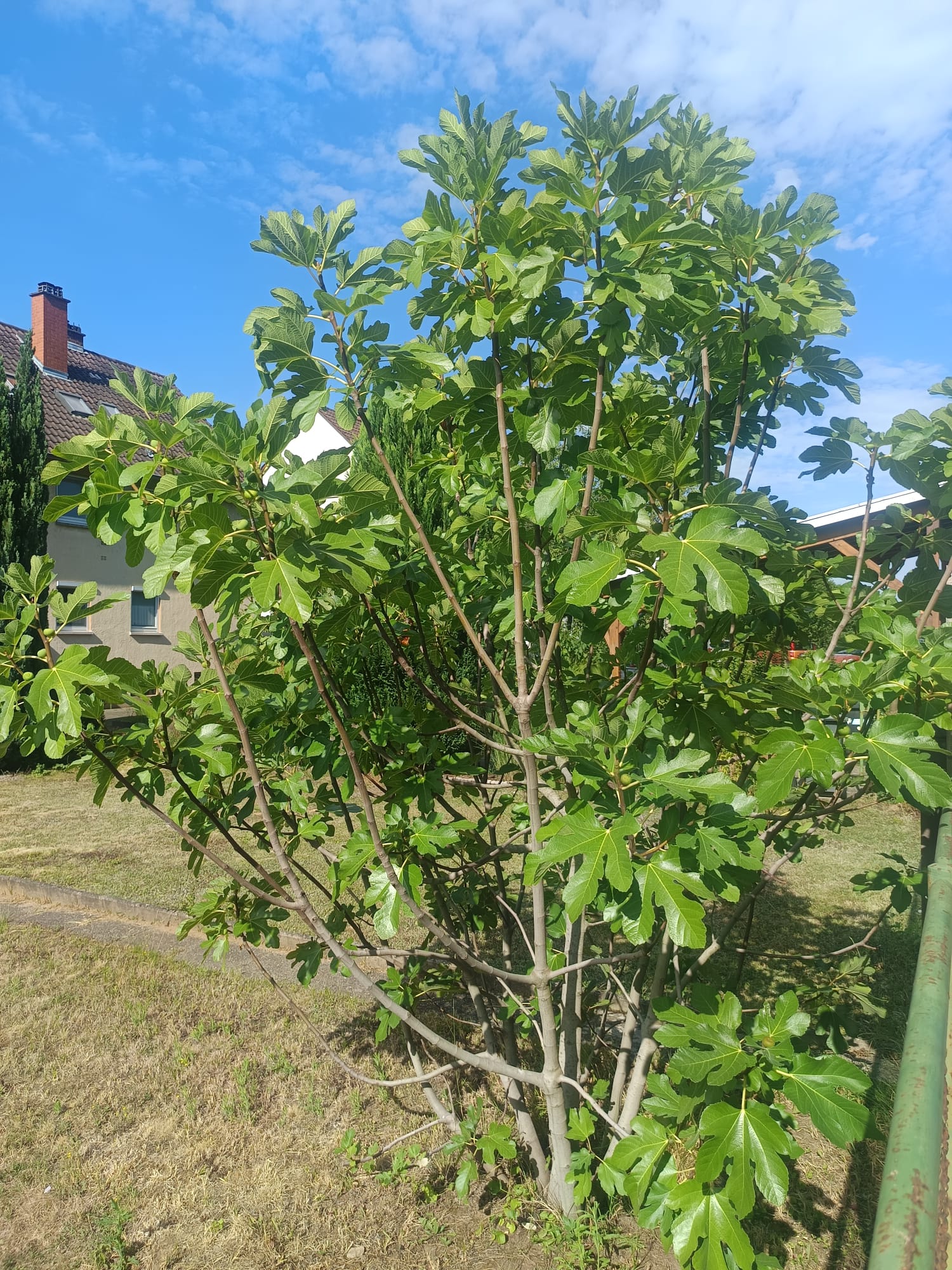 Multi-stemmed fig tree against a blue sky in a garden