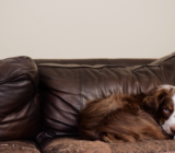 Guide to removing scratches from a leather sofa | Factory Street