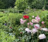 Heat in the Garden – How to Protect Your Plants from Drought Stress – finch