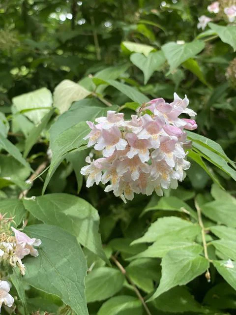 Close-up flower of pearl bush with green leaves