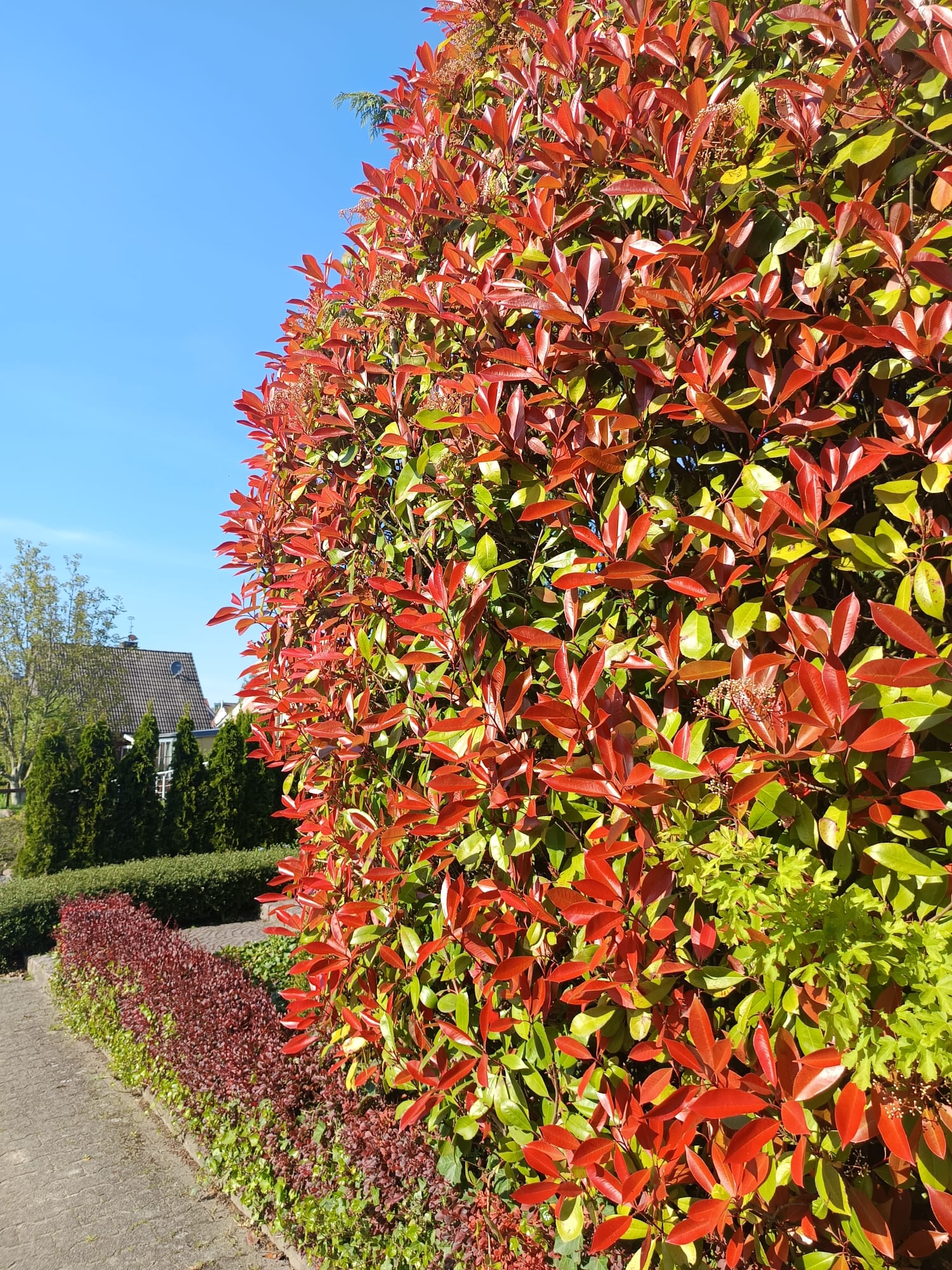 Red glanuspel like a hedge with red-green leaves against a blue sky
