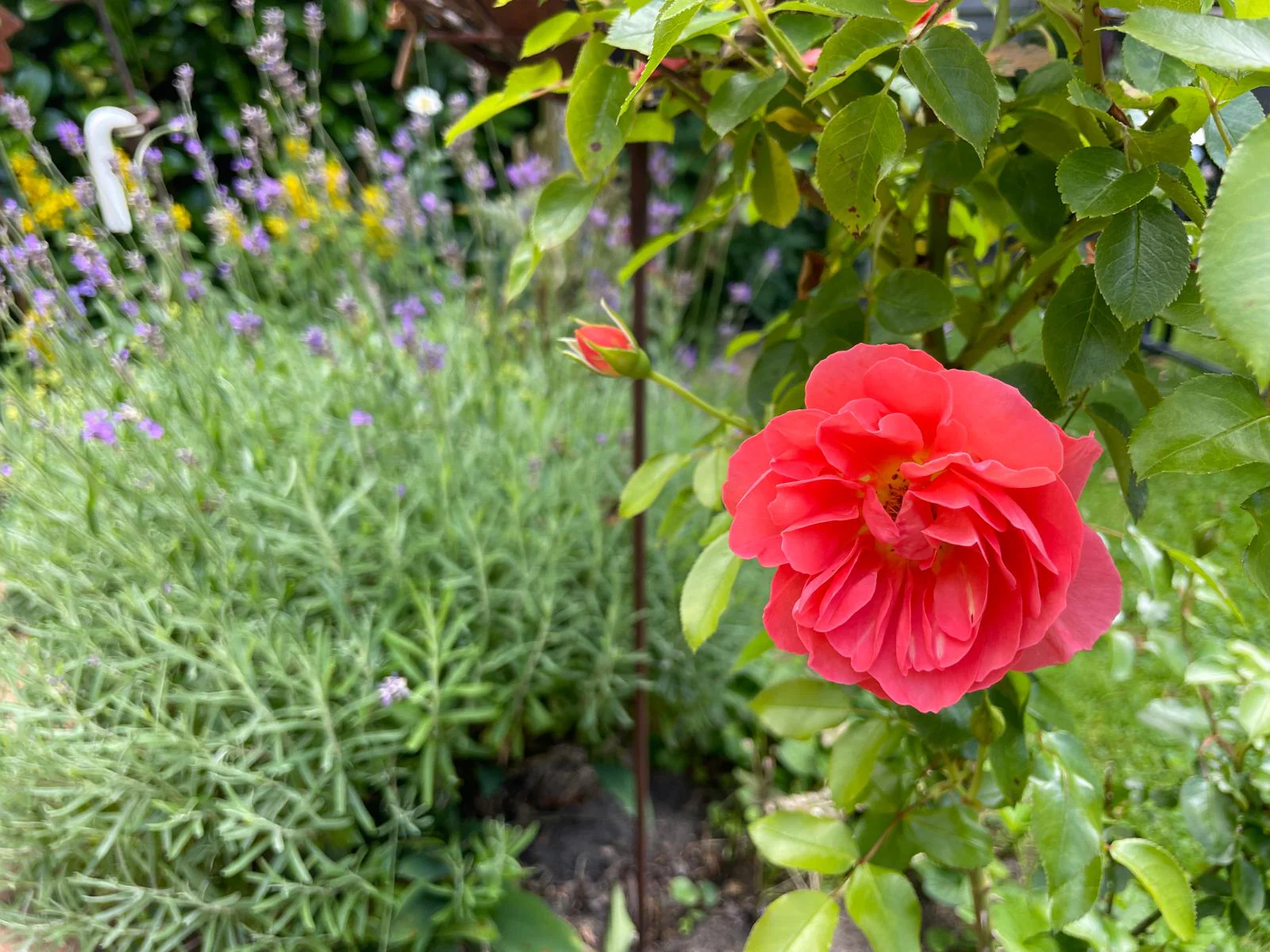 Red rose in a garden bed with purple lavender flowers in the background