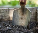 The best time for perennial and woody plants is chaffinch