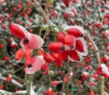 This is how olives, roses, etc. they survive the finch