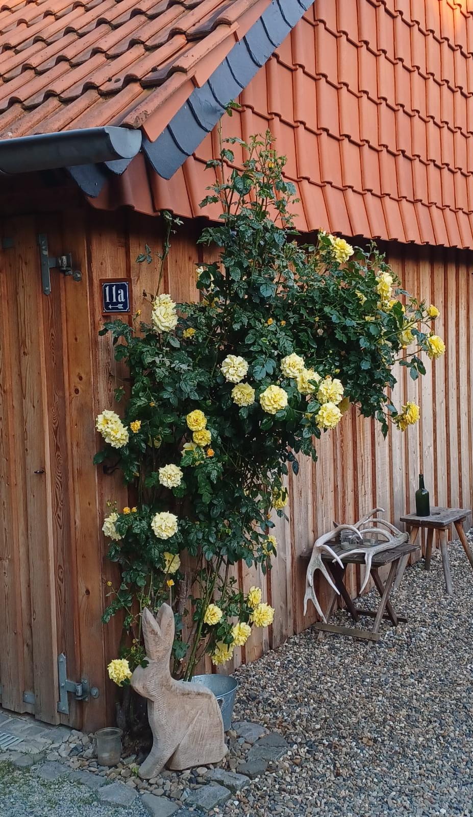 Yellow flowered climbing rose on a farm building