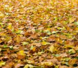 Using autumn leaves in the garden: 6 tips — chaffinch