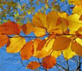 What to do now — Tree Finch