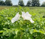 Which one suits your garden? — Tree Finch