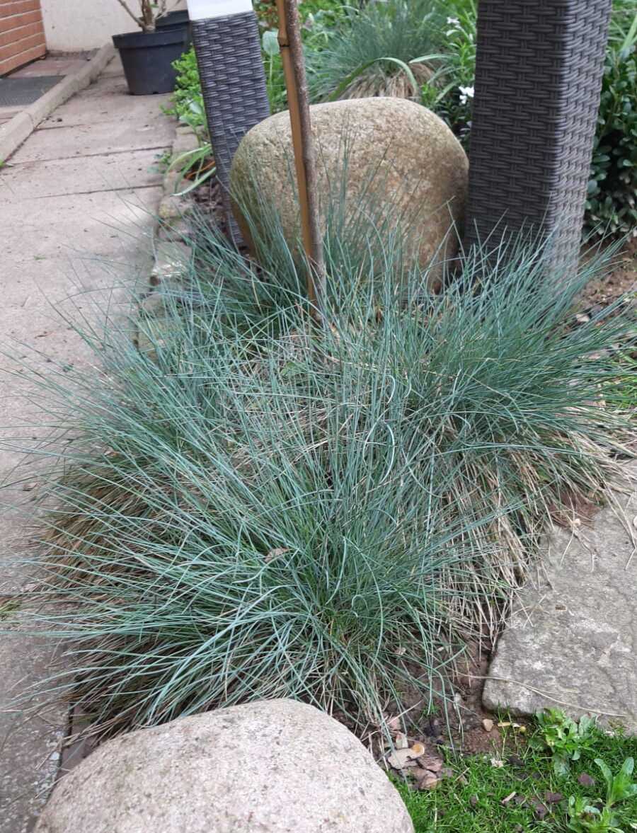 Small blue bearskin grass in a bed in front of the stones