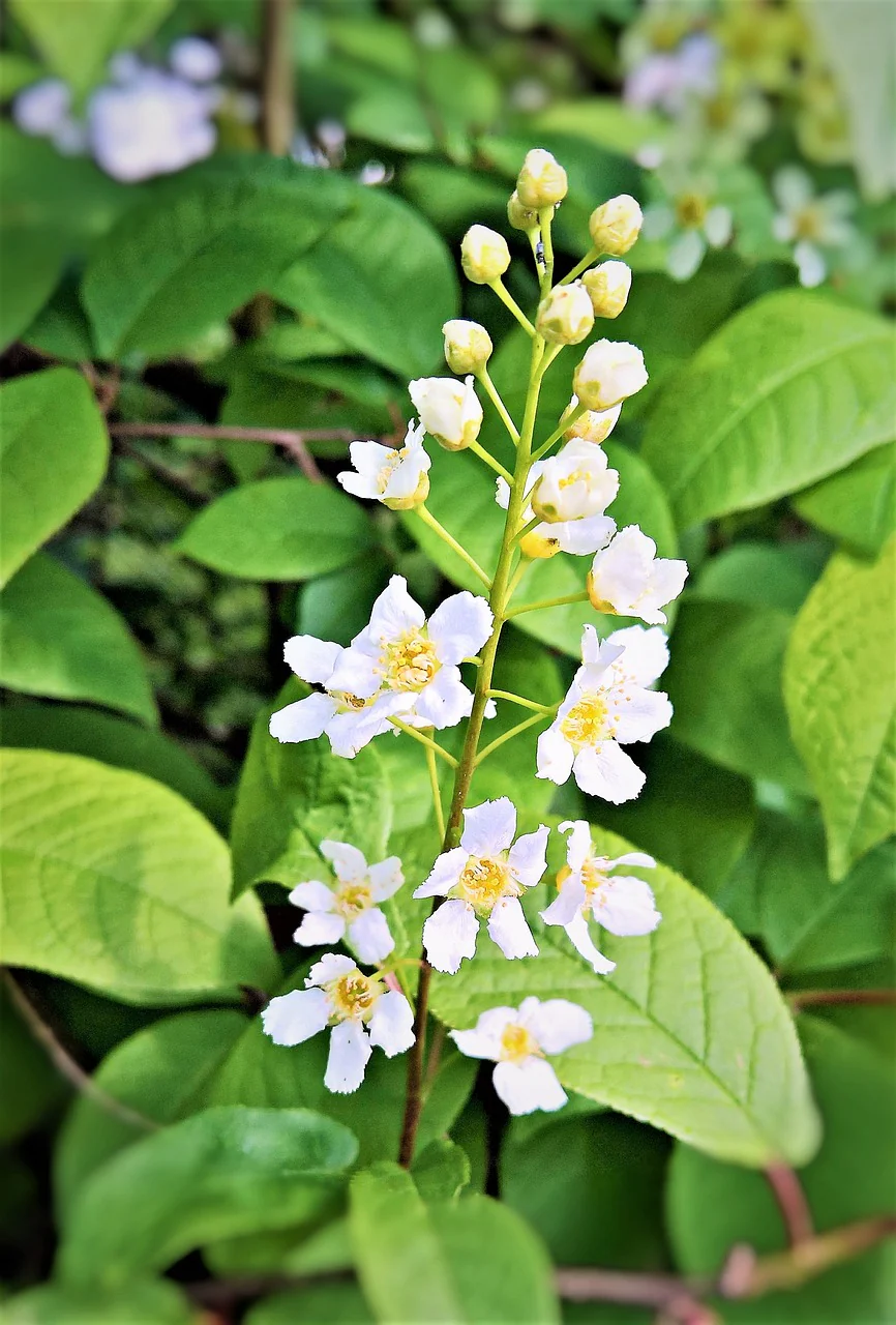 Flower of a deutzia rose with foliage